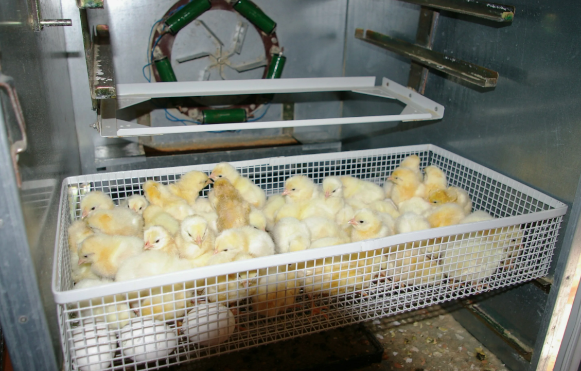 Инкубаторий птицефабрики, г. Брянск, 2025 г. Инкубаторий птицефабрики, г. Брянск, 2025 г.